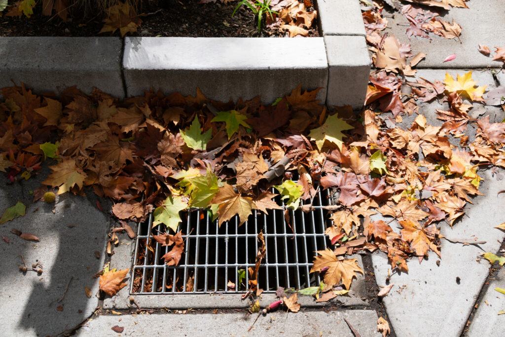Dead, fallen leaves covering a storm drain